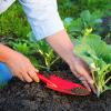 Какими народными средствами подкормить капусту для роста в открытом грунте