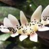 Кувшинка - водяная лилия, нимфея, цветок прекрасный, сказочный Водные цветы названия