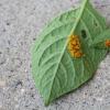 Glavne bolezni in škodljivci paprike v rastlinjaku: poiščite in nevtralizirajte Luknje na listih paprike v rastlinjaku